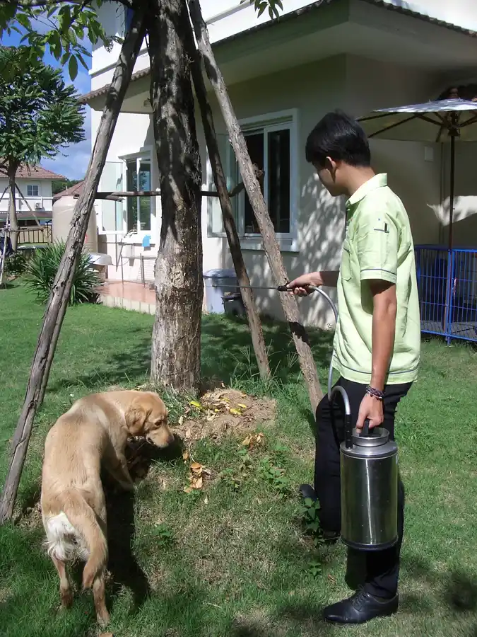 Green Nano Thai technician performing pest control treatment with family dog present